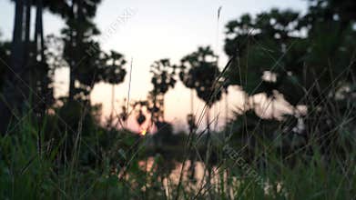 sugar palm tree , toddy palm ,agricultural field farm.