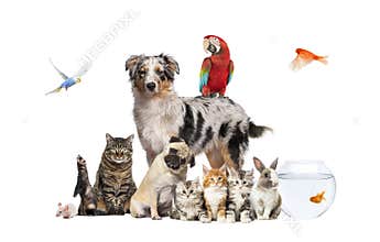 Group of pets posing around an australian shepherd dog, cat, ferret, rabbit, bird, fish, rodent, isolated on white