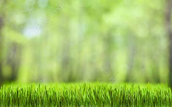 Green grass abstract nature background