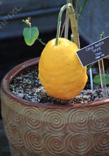 Citron