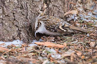 Eurasian Treecreeper Searching for Food Near an Old Tree