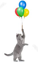 Cat holding balloons