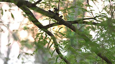 Green leaves of tamarind tree moving in the wind.