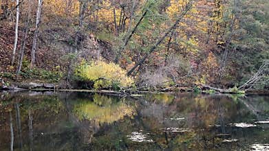Autumn river flow with colorful forest trees
