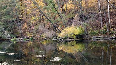 Autumn river flow with colorful forest trees