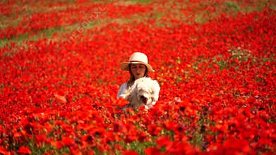 Poppy field woman with a white hat and a white dress walks through a field of red poppies with a dog.