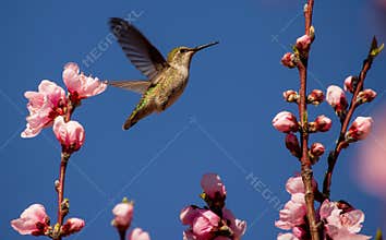 Hummingbird Closeup Flying in Spring, Pink Cherry Tree Blossoms, Detailed, Blue Sky, Flowers, Calypte anna, California