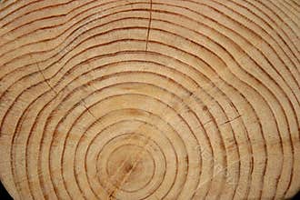 Log Rings