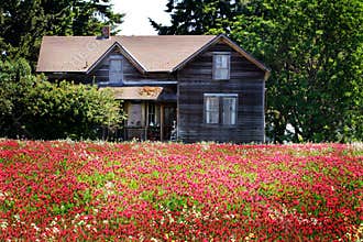 Abandoned Homestead