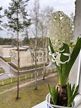 indoor bulbous flower of white hyacinth close-up