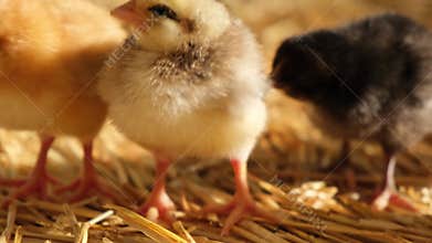 fluffy baby day old chick poultry arrive to farmhouse straw bedding brooding chicken meat production