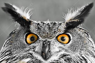 Eurasian Eagle-owl