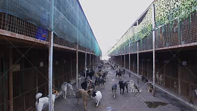 Lot of dogs are in shelter with cages at autumn