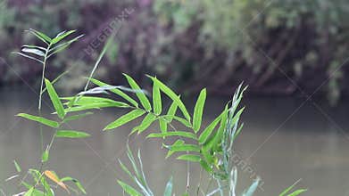 Tropical view of Green leaves trees blowing near lake