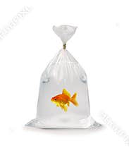 Goldfish In Plastic Bag
