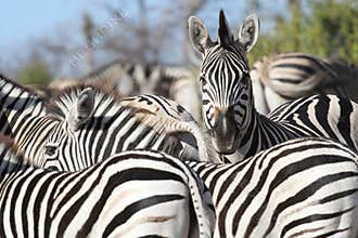 Zebra