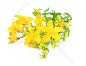 Herbal medicine hypericum