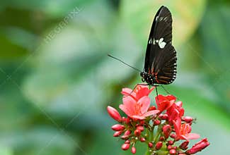 Beautiful butterfly