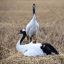 Red-crowned crane couples raise their chicks.