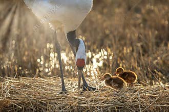 Red-crowned crane couples raise their chicks.