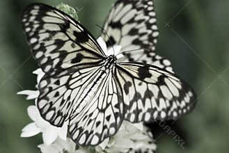 Beautiful butterfly