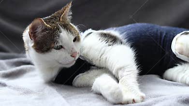 Cat in a postoperative bandage. Cat after anesthesia