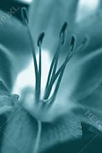 Silent Cyan Lily
