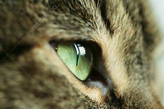 Cats eye