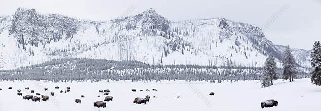 Panoramic view of buffalos in winter in Yellowstone Park