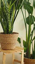 House plants in pots on wooden table indoors