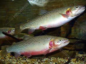 Pair of Cutthrout Trout