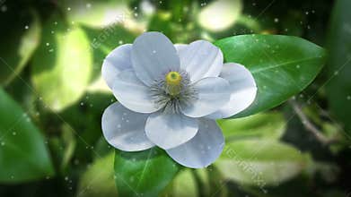 growing magnolia flower time lapse