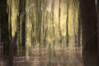 Abstract Forest
