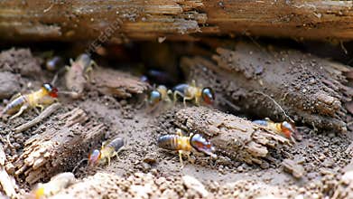 Detailed View of a Subterranean Termite Colony Nestled Among Soil and Wood Debris Underneath Wooden Planks in Natural Daylight
