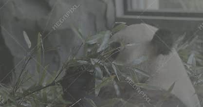 Ungraded C LOG 2, Giant Panda Happily Eat Bamboo Leaves. Bear Or Simply, Is Bear Species Endemic To China. Panda