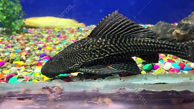 Ancistrus vulgaris floats in an aquarium. Bristlenose Catfish close up.