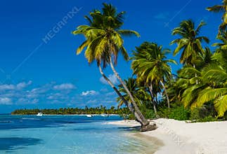 Beach with a lot of palms and white sand