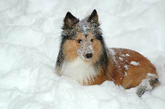 Snow dog