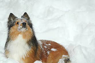 Snow dog 2