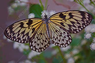 Superb yellow and black butterfly, wings open on white flowers