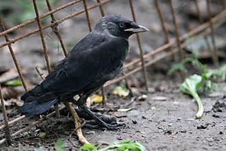 Black crow