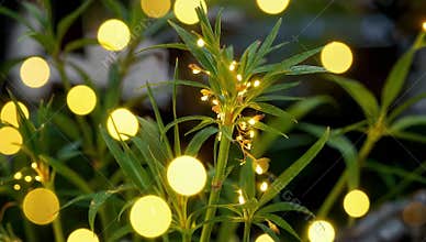 Glowing fairy lights adorn vibrant green plants creating a magical and enchanting atmosphere