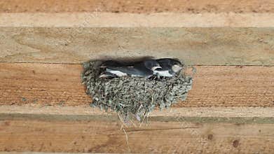 Barn swallow nest full of chicks and parents who feed them, Hirundo rustica
