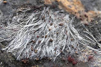White fungal mycelium spreading across decaying wood, delicate threadlike hyphae and small brown spore clusters creating organic