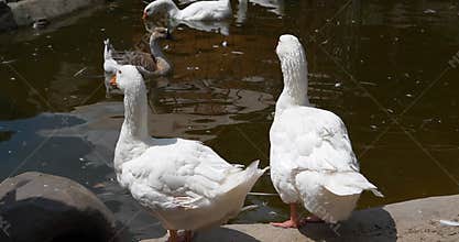 Two white geese are standing on the shore of a pond. Waterfowl