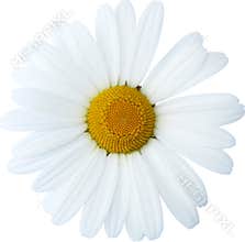 Daisy flower large head, natural - hand drawn clipping path