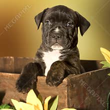 Puppy out of the box