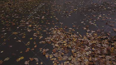 Fallen yellow maple leaves on the ground in the park in autumn