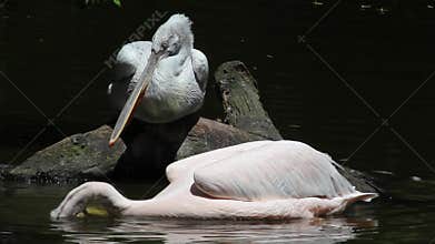 Dalmatian Pelican-Pelecanus crispus-fishing in the lake