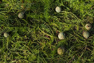 Cypress Fruit Fallen on the Forest Bed in Autumn